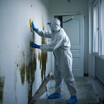 Georgia Mold Remediation